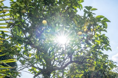 Bir dal üzerinde yabani limon meyveleri (Citrus trifoliata)