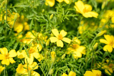 Bahçedeki güzel sarı küçük çiçekler, yaklaş