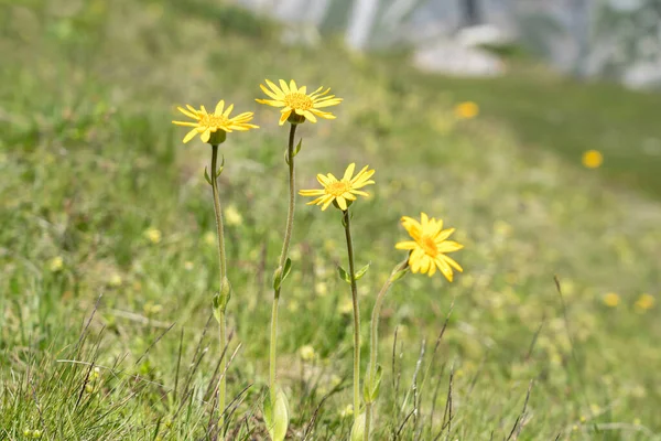 Prati Verdi Cime Montuose Nelle Alpi Svizzere — Foto Stock