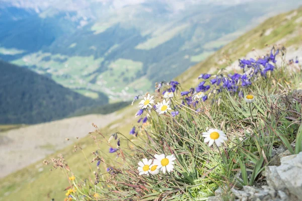 アルパインの風景 ビューヤコブショーン ダボス スイス — ストック写真