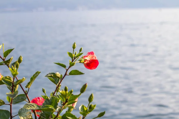Red flowers on the Geneva lake in Switzerland