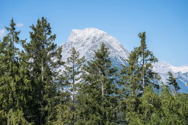 Uitzicht Het Groene Naaldbos Met Oude Sparren Pijnbomen — Stockfoto