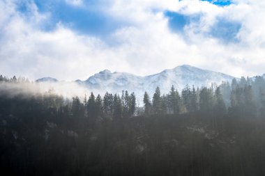Alp Vadisi 'ndeki karanlık ormanın manzarası