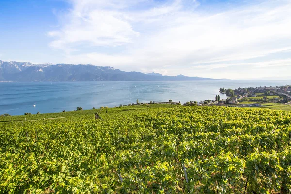 Vinhedos Mundialmente Famosos Região Lavaux Chexbres Suíça — Fotografia de Stock