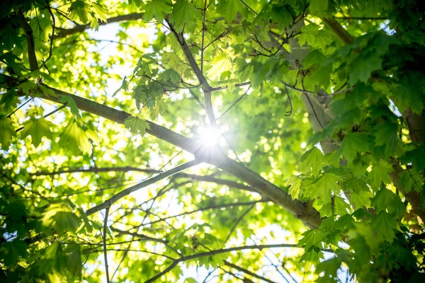 Close View Green Leafs Tree — Stock Photo, Image