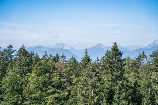 古いスプルースと松の木と緑の針葉樹林の眺め — ストック写真