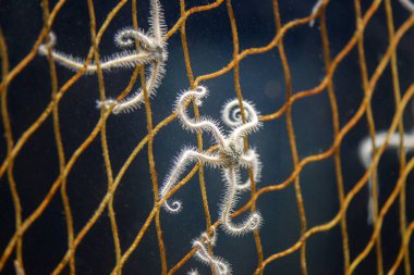 Starfish in net clipart
