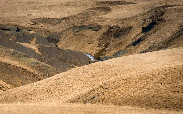 Otlak İzlanda üzerinde — Stok fotoğraf