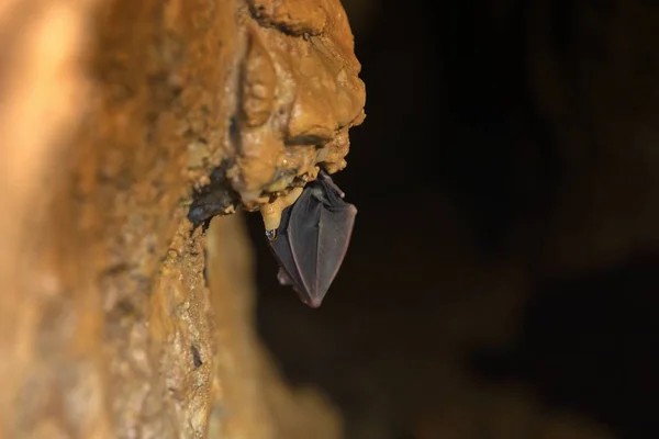 박쥐 동굴에서 자 고 — 스톡 사진