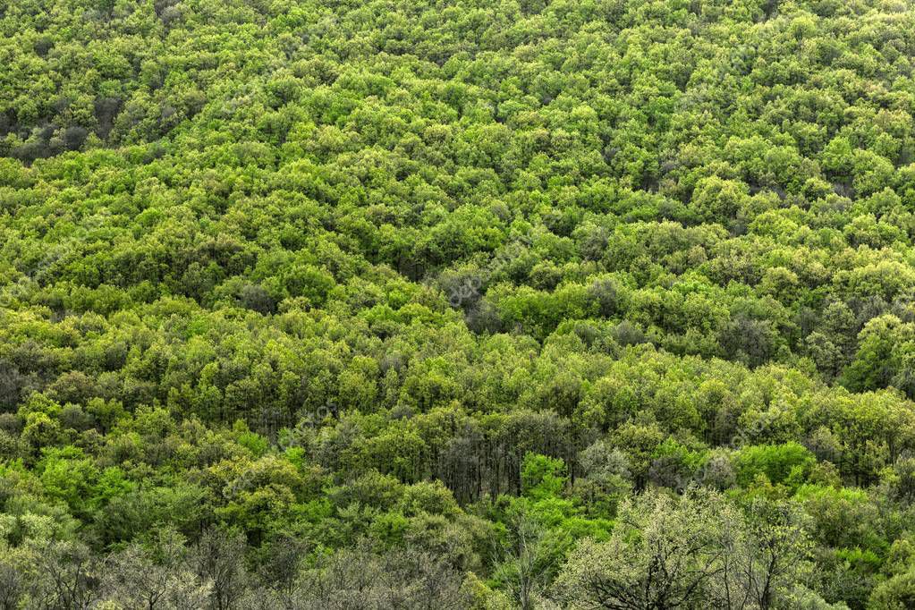 Images: high resolution forest | High resolution forest texture — Stock