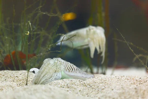 The Common Cuttlefish in clean water — Stock Photo, Image