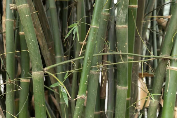 Vzorek dílce vinobraní bambus — Stock fotografie