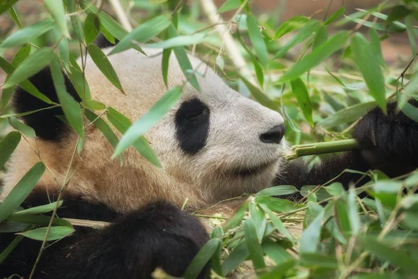 Dev panda bambu yiyor. — Stok fotoğraf
