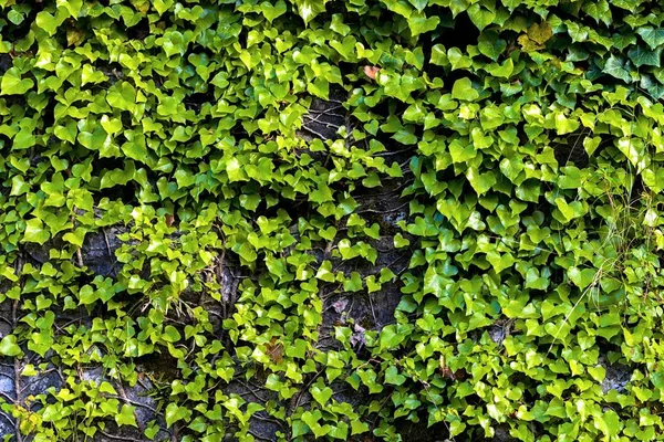 Texture of green plant closeup — Stock Photo, Image