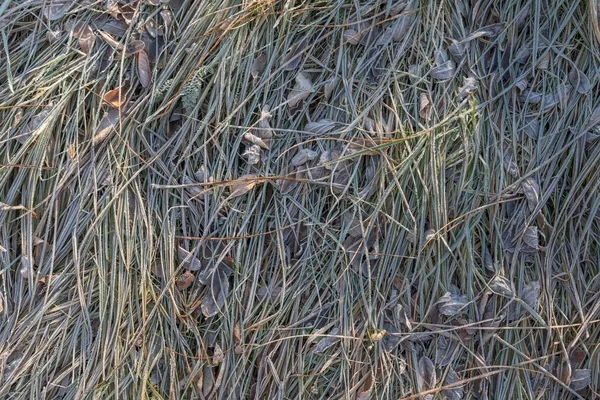 Bevroren gras met ijskristallen in de winter — Stockfoto