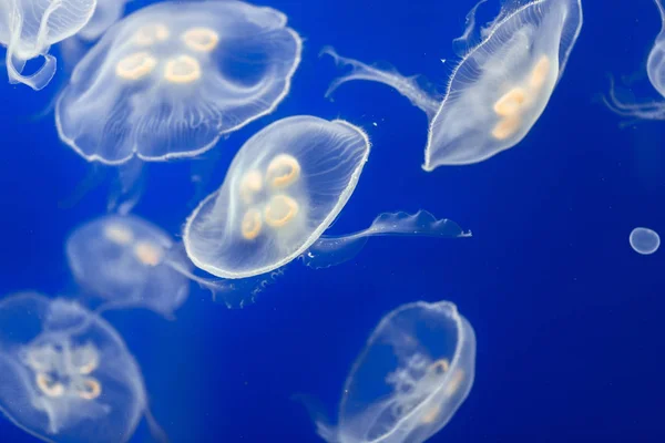 Large amount of jelly fish floating in water — Stock Photo, Image