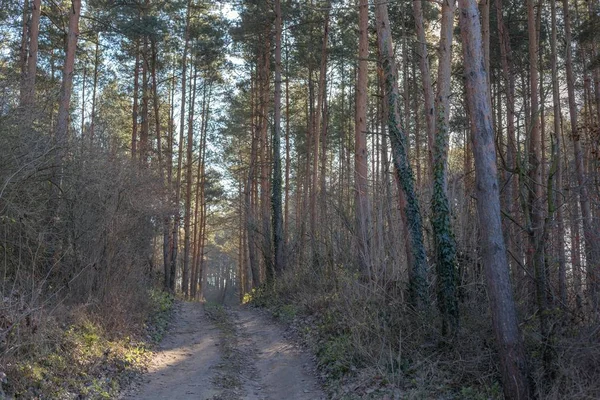 Bosque de pinos en invierno — Foto de Stock