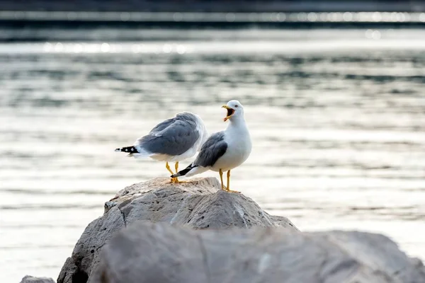 Två fiskmåsar stående på stenar — Stockfoto