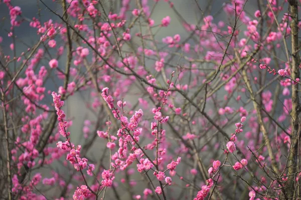 Primavera Fiori di ciliegio primo piano foto — Foto Stock