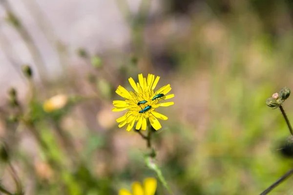 Pequeno bug na foto macro planta — Fotografia de Stock