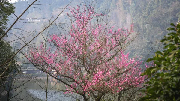 Spring Cherry blossoms closeup photo — Stock Photo, Image