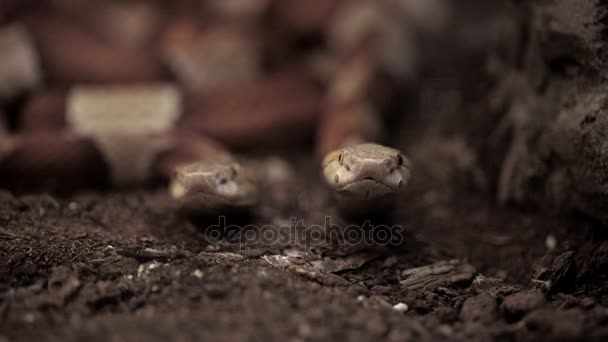 Duas cobras com dentes bifurcados a cheirar ar — Vídeo de Stock