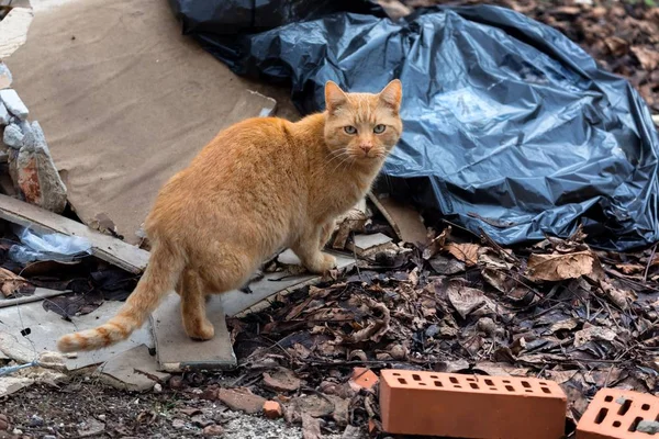 Бродячая кошка на улице между мусором — стоковое фото