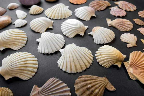 Seashells isolato su sfondo nero — Foto Stock