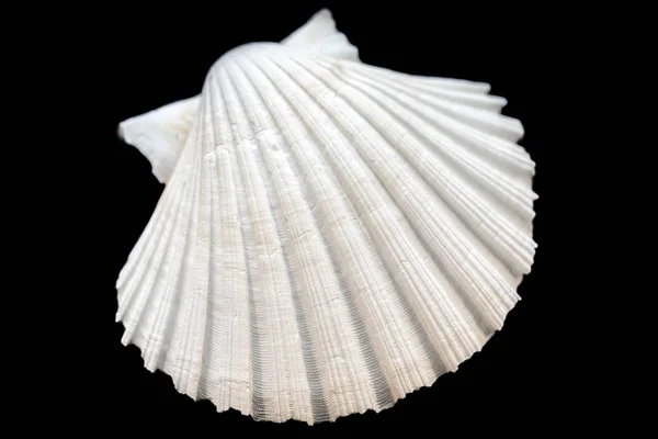 Seashell isolated on black background — Stock Photo, Image