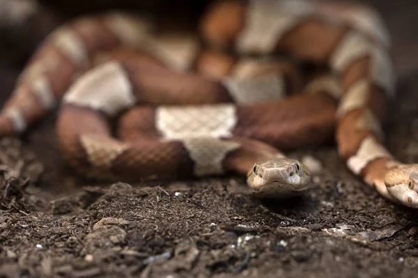 Brown venomous snake on the ground — Stock Photo, Image