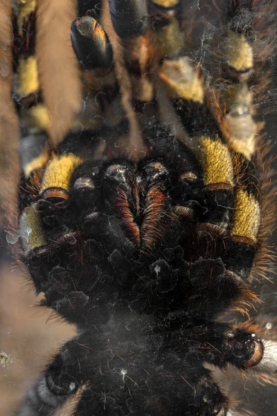 Velké tarantule detailní Foto — Stock fotografie