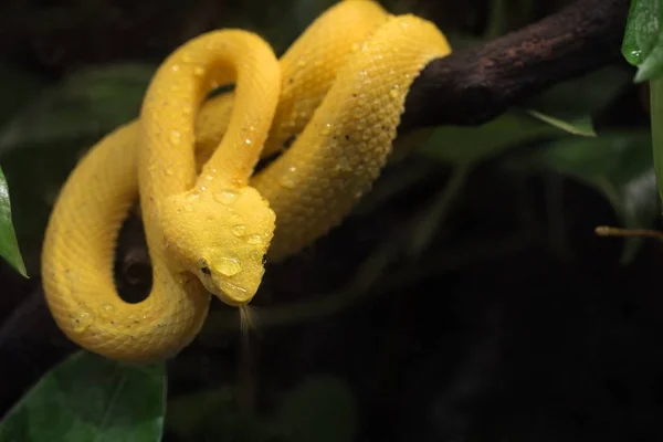 Yellow venomous snake on the tree — Stock Photo, Image
