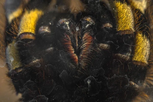 Tarantula duże zbliżenie zdjęcie — Zdjęcie stockowe