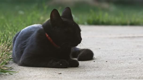Lindo gato negro en el verano — Vídeo de stock