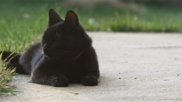 Cute black cat in the summer — Stock Video