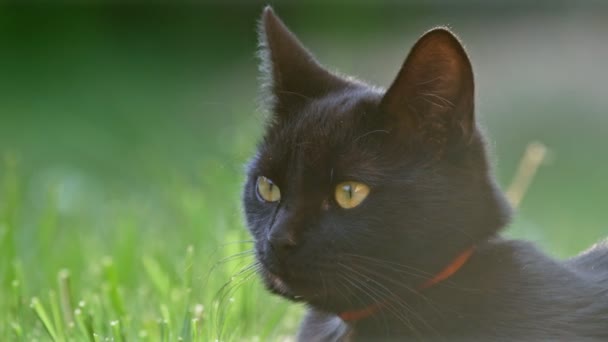 Schattige zwarte kat in de zomer — Stockvideo