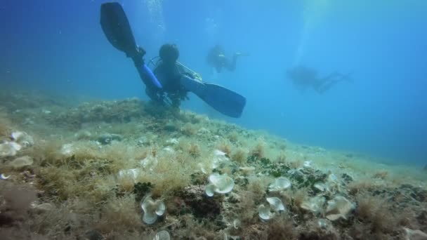 Divers underwater neer coral reef — Stock Video