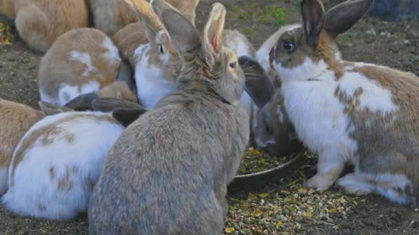 Konijnen voeden zich met schotels in het midden — Stockvideo