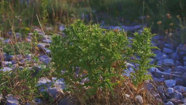 Kleine Pflanzen in trockener Umgebung — Stockvideo