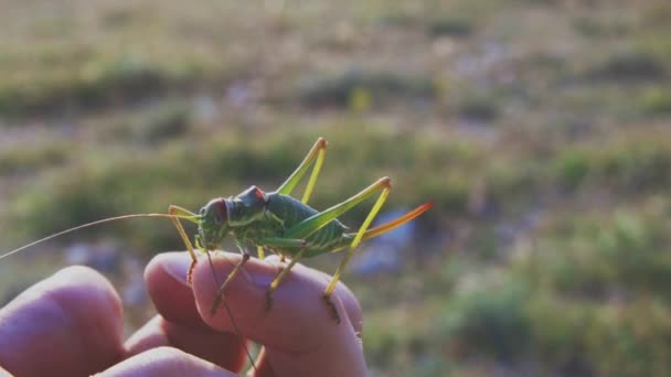 Gran arbusto-grillo verde en la mano humana — Vídeos de Stock