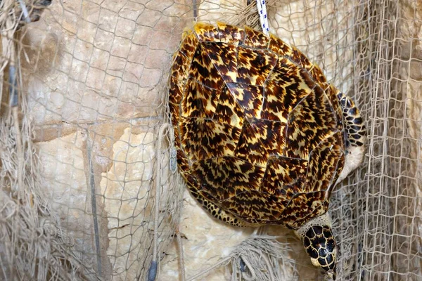 Dead turtle entangled in fishing nets closeup photo — Stock Photo, Image