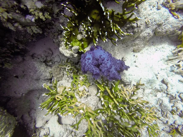 Кораловий риф під водою в морі — стокове фото