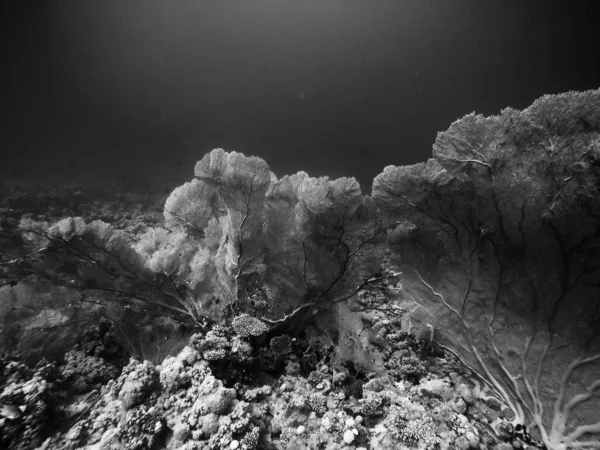 Кораловий риф під водою в морі — стокове фото