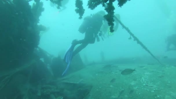 Víz alatti foorage búvárok a vízben — Stock videók