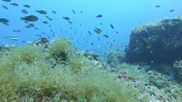 深海环境中的水下海豹生活 — 图库视频影像