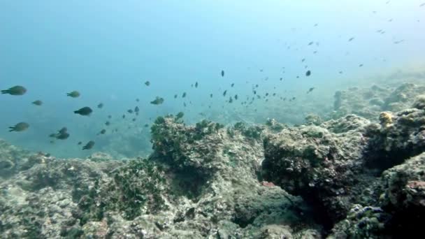 Vida marina submarina en el medio ambiente de aguas profundas — Vídeo de stock