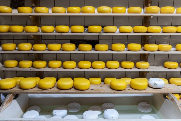 Spousta celého sýra v továrně — Stock fotografie
