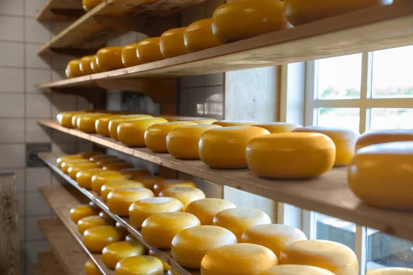 Beaucoup de fromage entier dans l'usine — Photo