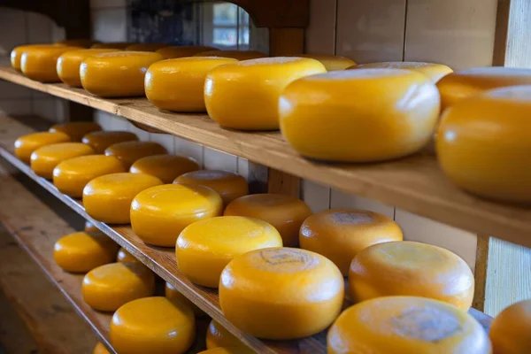 Lotes de queijo inteiro na fábrica — Fotografia de Stock