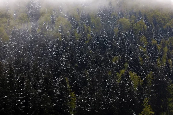 Великий ліс на горах як фон — стокове фото